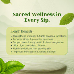 Tulsi Green Tea